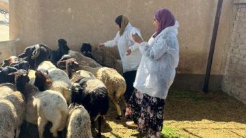 الطب البيطري بالبحر الأحمر يواصل الحملة القومية للتحصين ضد الحمى القلاعية والوادي المتصدع الطب البيطري بالبحر الأحمر يواصل الحملة القومية للتحصين ضد الحمى القلاعية والوادي المتصدع
