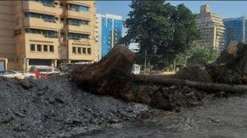 أميرة العادلي: تجريف المساحات الخضراء يحرم المواطنين من متنفسهم أميرة العادلي: تجريف المساحات الخضراء يحرم المواطنين من متنفسهم