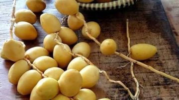 هل البلح الأصفر يرفع سكر الدم؟.. اعرف الكمية المناسبة لمرضى السكري هل البلح الأصفر يرفع سكر الدم؟.. اعرف الكمية المناسبة لمرضى السكري