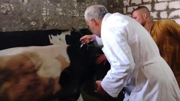محافظ المنيا : تحصين 146 ألفا و341 رأس ماشية ضد الحمى محافظ المنيا : تحصين 146 ألفا و341 رأس ماشية ضد الحمى