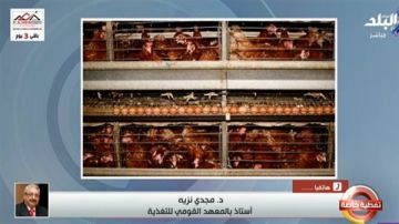 مفاجأة عن البيض والدواجن.. مجدي نزيه يوضح حقيقة الإصابة بالسالمونيلا مفاجأة عن البيض والدواجن.. مجدي نزيه يوضح حقيقة الإصابة بالسالمونيلا