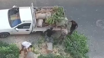 حبس 4 متهمين بقطع شجرة وسرقتها في الإسكندرية تمهيدا لبيعها حبس 4 متهمين بقطع شجرة وسرقتها في الإسكندرية تمهيدا لبيعها
