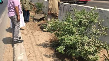 تخضير القاهرة.. المحافظ يكشف تفاصيل المشروع تخضير القاهرة.. المحافظ يكشف تفاصيل المشروع