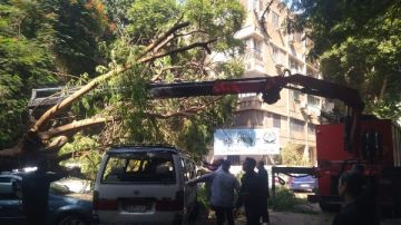 سقوط شجرة يعطل الحركة المرورية بالدقي دون وقوع إصابات