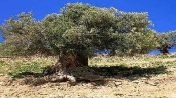 لماذا نهى الإسلام عن قطع الأشجار؟.. الأزهر يكشف السبب لماذا نهى الإسلام عن قطع الأشجار؟.. الأزهر يكشف السبب