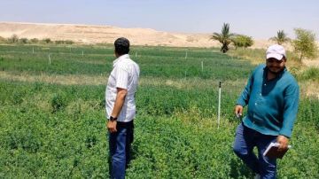 مواجهة الآفات الزراعية بالأقصر.. تنظيم 7 ندوات بإسنا ومعالجة 8 منازل مصابة بالنمل الأبيض مواجهة الآفات الزراعية بالأقصر.. تنظيم 7 ندوات بإسنا ومعالجة 8 منازل مصابة بالنمل الأبيض