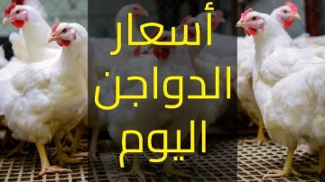الكيلو يصل 135 جنيها.. أسعار الفراخ والبيض الآن بعد الارتفاع الكيلو يصل 135 جنيها.. أسعار الفراخ والبيض الآن بعد الارتفاع