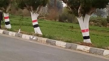 نقيب الزراعيين يكشف حقيقة قطع الأشجار وتصدير الفحم نقيب الزراعيين يكشف حقيقة قطع الأشجار وتصدير الفحم