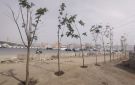 الجيزة: زراعة أشجار بالطريق الدائري من المريوطية حتى عثمان محرم بالطالبية