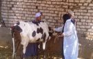 أسوان.. تحصين 47.7 ألف رأس ماشية وطائر وعلاج أكثر من 14 ألف حالة