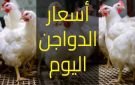 ارتفاع ثمن البيض.. أسعار الفراخ اليوم بالأسواق - eg