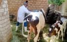 بيطري الغربية: تحصين 129 ألف رأس ماشية ضد الحمى