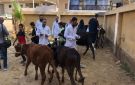  الزراعة : 6.8 مليون جرعة تحصينية للماشية ضد الحمى القلاعية و الوادي المتصدع 