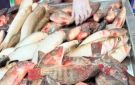 أسعار الأسماك اليوم الاثنين 28-9-2026 بأسواق مطروح.. الدنيس بـ 300 جنيه