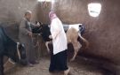 محافظ الجيزة يتابع نتائج الحملة القومية الثانية للتحصين ضد الحمى القلاعية وحمى الوادي المتصدع