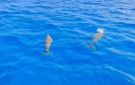 ظهور نادر لـ 3 أفراد من عروس البحر Dugong أمام الغردقة بالقرب من جزيرة مجاويش شاهد - eg