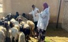  الطب البيطري بالبحر الأحمر يواصل الحملة القومية للتحصين ضد الحمى القلاعية والوادي المتصدع