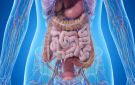 ليس للبشرة فقط.. فوائد الكولاجين لصحة الأمعاء والميكروبيوم - eg