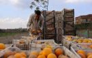 صادرات الأغذية المصرية تسجل 185 ألف طن الأسبوع الثالث من سبتمبر