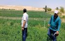 مواجهة الآفات الزراعية بالأقصر.. تنظيم 7 ندوات بإسنا ومعالجة 8 منازل مصابة بالنمل الأبيض - eg