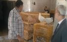 ضبط 2700 كجم دجاج ومفروم داخل مصنعين غير مرخصين بمركزى بلبيس ومنيا القمح