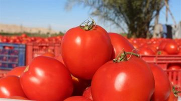 العراق يفتح استيراد محصولين زراعيين خلال تشرين الأول العراق يفتح استيراد محصولين زراعيين خلال تشرين الأول