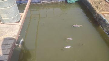 شرطة النجف تعلن القبض على صاحب بحيرة أسماك لوث مياه نهر الكوفة