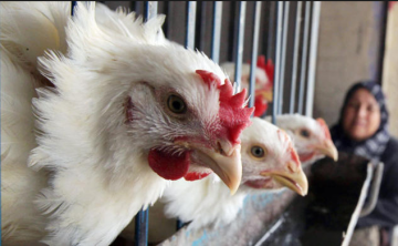 العراق يحظر إستيراد الدواجن بعد تسجيل إصابات بانفلونزا الطيور في إيران