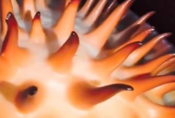 العثور على زهرة الأشباح بعد 13 عاما من البحث