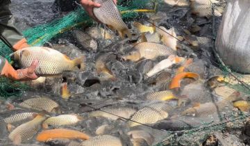 إجراء من وزارة الزراعة قد يرفع أسعار السمك في العراق إجراء من وزارة الزراعة قد يرفع أسعار السمك في العراق