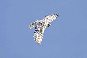 روسيا.. سجن عراقي 6 سنوات بتهمة محاولة تهريب صقور مهددة بالانقراض روسيا.. سجن عراقي 6 سنوات بتهمة محاولة تهريب صقور مهددة بالانقراض