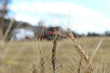 ارتفاع أسعار الحبوب وسط مؤشرات على قرب انتهاء الإغلاق الأمريكي