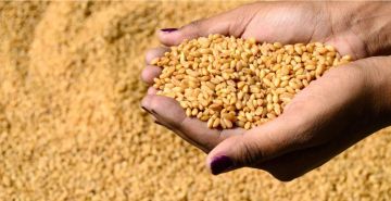 وزارة الزراعة تبدأ توزيع بذور الحنطة على المزارعين مع انخفاض أسعارها إلى 60 