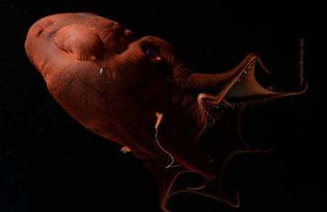 الحبار مصاص الدماء.. علماء يفكون شفرة لأغرب مخلوق بحري