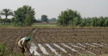 الزراعة النيابية: المتغيرات المناخية قلصت 50 من الأراضي الديمية
