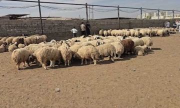 بسبب مخالفات بيئية.. غلق علوة المواشي الوحيدة في مركز النجف بسبب مخالفات بيئية.. غلق علوة المواشي الوحيدة في مركز النجف