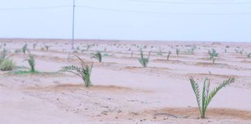 بسبب الضائقة المالية الزراعة: توقف مشاريع تثبيت الكثبان ومكافحة التصحر منذ 2020