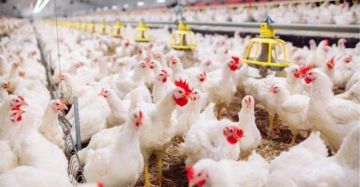 زراعة كوردستان تنفي شائعات اللقاحات الممنوعة وتؤكد سلامة منتجات الدواجن