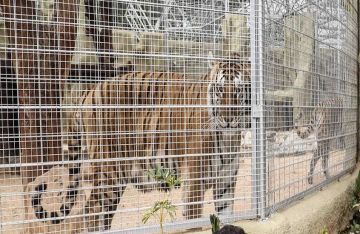 العراق.. توضيح رسمي بعد افتراس نمر لأقدام طفل في متنزه الزوراء ببغداد