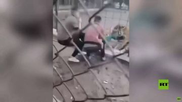 العراق.. نمر يفترس مراهقا في حديقة الزوراء عبر السياج الفاصل العراق.. نمر يفترس مراهقا في حديقة الزوراء عبر السياج الفاصل