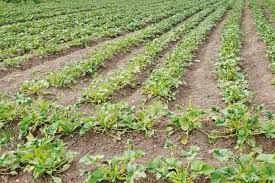 أمطار غزيرة على البلاد تنذر بخير للأرض والمحاصيل