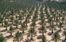 الزراعة: خطة لتوزيع فسائل النخيل بين المزارعين وتطوير جودة التمور