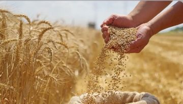 وزارة التجارة تعلن جاهزيتها الكاملة لانطلاق موسم تسويق الحنطة