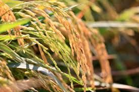 النائب الخزعلي: استحصال الموافقة على زراعة محصول الشلب في الفرات الأوسط والجنوب النائب الخزعلي: استحصال الموافقة على زراعة محصول الشلب في الفرات الأوسط والجنوب