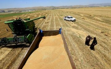 تجارة الحبوب: اعتماد الحجز المسبق من الفلاحين لتسويق الحنطة