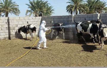 منذ بداية العام الحالي.. 4 وفيات و43 إصابة بالحمى النزفية في ذي قار ونينوى منذ بداية العام الحالي.. 4 وفيات و43 إصابة بالحمى النزفية في ذي قار ونينوى