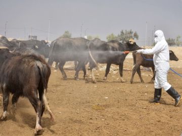 العراق يسجل 15 إصابة جديدة وحالة وفاة بالحمى النزفية العراق يسجل 15 إصابة جديدة وحالة وفاة بالحمى النزفية