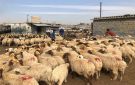 أمانة بغداد ترفض بيع المواشي في الشوارع: سنصادرها ونبيعها في مزايدة علنية