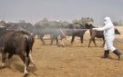 العراق يسجل 15 إصابة جديدة وحالة وفاة بالحمى النزفية