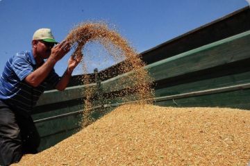 كركوك تسوق ربع مليون طن من الحنطة وتطلق صرف مستحقات الموسم الماضي
